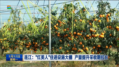 连江：“红美人”住进设施大棚 产量提升采收期拉长