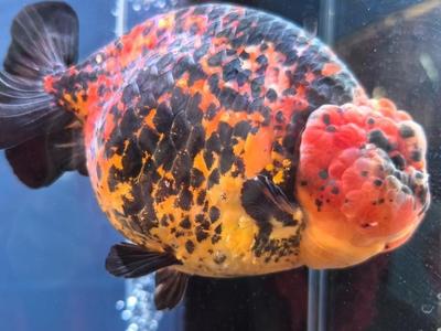 福州兰寿金鱼获2026年福建省金鱼鉴赏赛全场总冠军