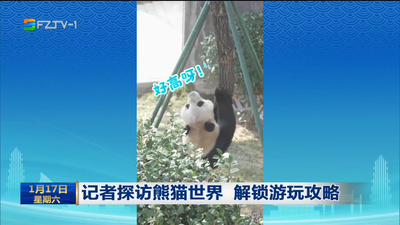 记者探访熊猫世界 解锁游玩攻略
