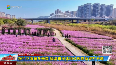 粉色花海暖冬来袭 福清市民休闲公园成新晋打卡地