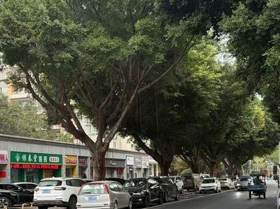 从“有路走”到“走得好” 榕城47条道路实现品质升级