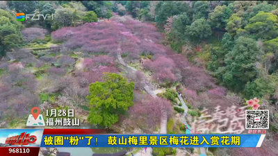 被圈“粉”了！鼓山梅里景区梅花进入赏花期