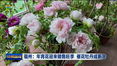 福州：年宵花迎来销售旺季 催花牡丹成新宠
