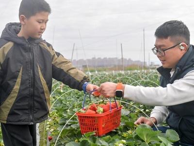罗源甜心草莓园迎来新春采摘热