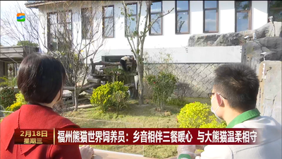 福州熊猫世界饲养员：乡音相伴三餐暖心 与大熊猫温柔相守