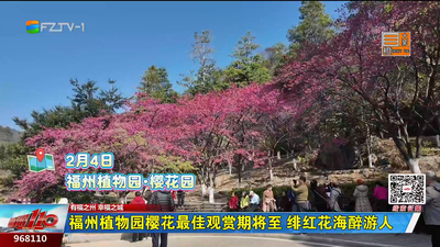福州植物园樱花最佳观赏期将至 绯红花海醉游人