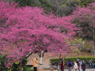 福州植物园开启赏樱季
