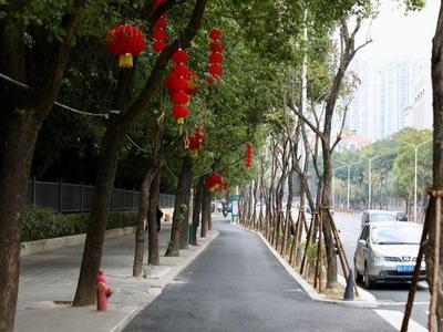 榕城406株行道树回植完成