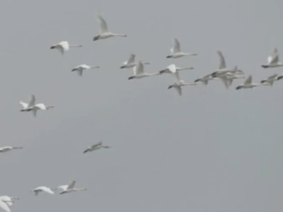 春回大地暖意浓 闽江河口湿地小天鹅分批北归