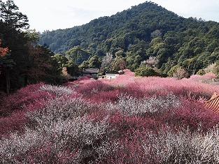 寻香觅春正当时 鼓山梅里三千株梅花绽放