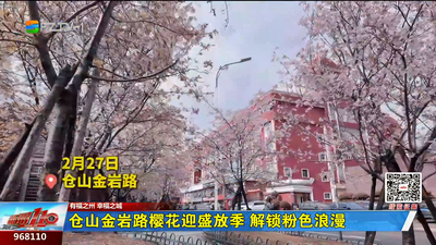 仓山金岩路樱花迎盛放季 解锁粉色浪漫