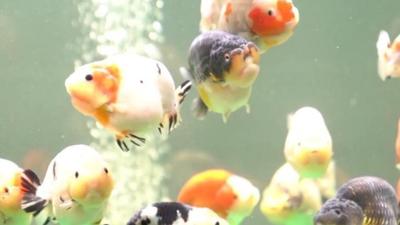 闽水育金鳞 福州金鱼产业发展动能澎湃