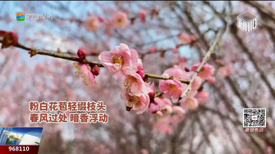 立春至梅香绕 闽侯三峰梅花园迎赏花期