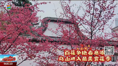 百花争艳春意浓 乌山迎来春日最美“红装”