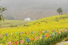 藏在山里的金色花海！罗源王认村200余亩油菜花盛放