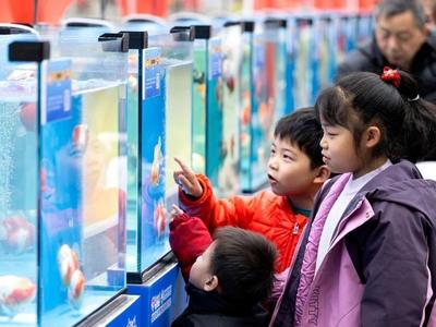 新华社关注福州：新春赏金鱼