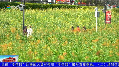 花海公园“混搭”风油菜花盛放 扮靓榕城春色