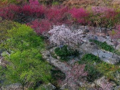 连江丹樱农场上新 自主培育“樱花瀑布”惊艳绽放