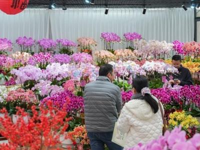 水仙、永春金豆、兰花、百合……逛新春花市赏八闽花韵