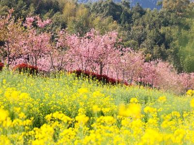 连江：“双色花海”很出片