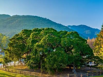 ​福州启动第三次古树名木资源普查