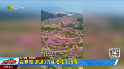 花开榕城·春遇福州：在罗源 邂逅3万株樱花的浪漫