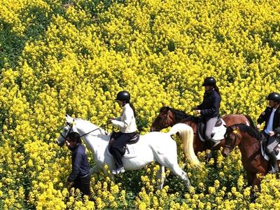 马尾琅岐2000亩油菜花盛放
