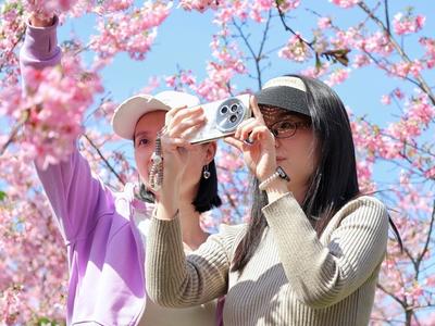 人间三月天 连江晚樱开