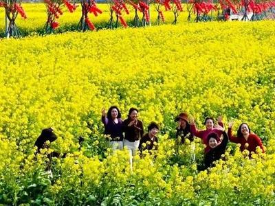 福清江镜300亩油菜花盛开