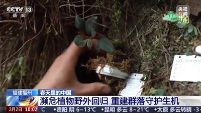 央视关注福州：濒危植物野外回归 重建群落守护生机
