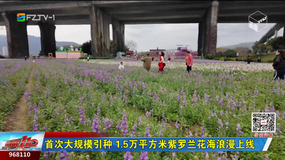 首次大规模引种 1.5万平方米紫罗兰花海浪漫上线