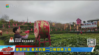 春茶开采 春天的第一口鲜即将上线
