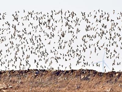 太壮观！福州兴化湾上演春日“鸟浪”