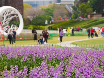 花海公园1.5万平方米紫罗兰盛放