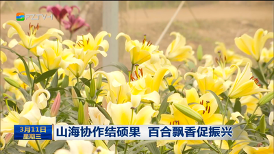 山海协作结硕果 百合飘香促振兴