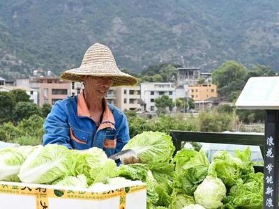 闽侯竹岐乡火炬村：荒地变良田 “蔬”写致富经