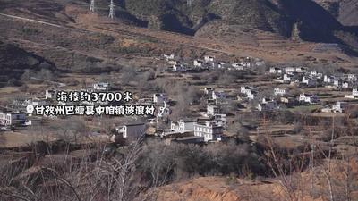 人均可支配收入增长30%，这个高原小村凭啥？