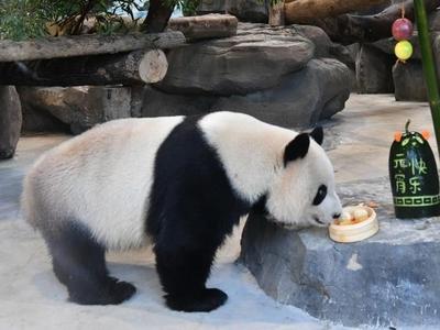 福州熊猫世界“天团”喜提节日大餐