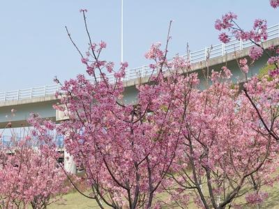 乌龙江公园樱花绽放 洪塘桥下邂逅“红粉佳人”