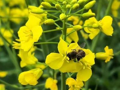 闽侯桃田村“花花世界”春意浓