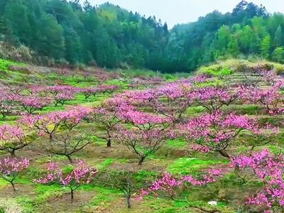 闽清：粉色花海引客来