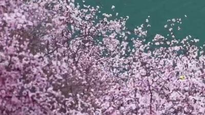 春风拂过甘南大地 吹醒了迭部洛大镇的漫山桃花