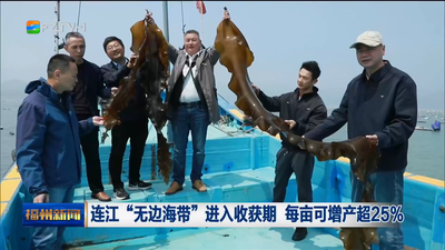连江“无边海带”进入收获期 每亩可增产超25% 