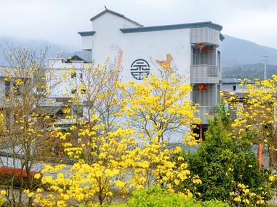 连江：春日“风铃”花意浓