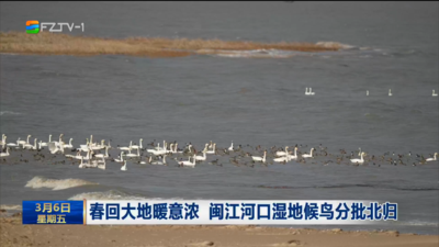 春回大地暖意浓 闽江河口湿地候鸟分批北归