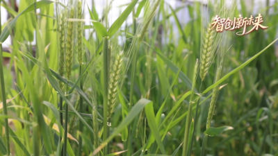 两会再约！国家顶尖专家两年前交换的小麦种子育出后代