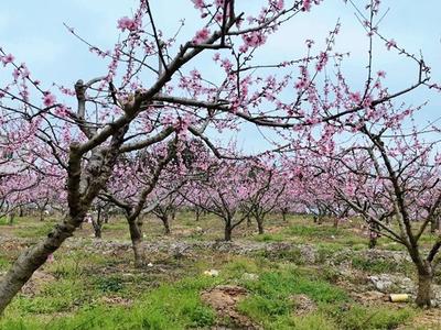 永泰桃花“奏响”春日乐章