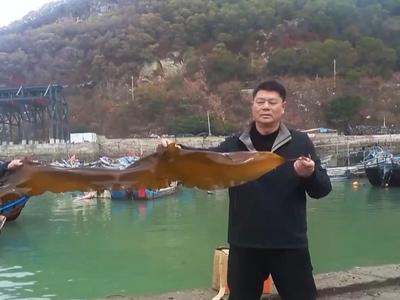 央视关注连江：“无边海带”丰收 良种攻关筑强“蓝色粮仓”