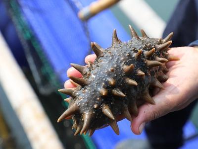 连江海参肥美出水