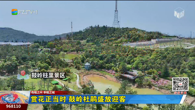 赏花正当时 鼓岭杜鹃盛放迎客